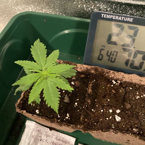 GSC x Jack Herer growlog timeline photo