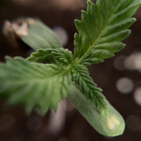 GSC x Jack Herer growlog timeline photo