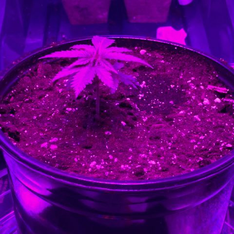 GSC x Jack Herer growlog timeline photo