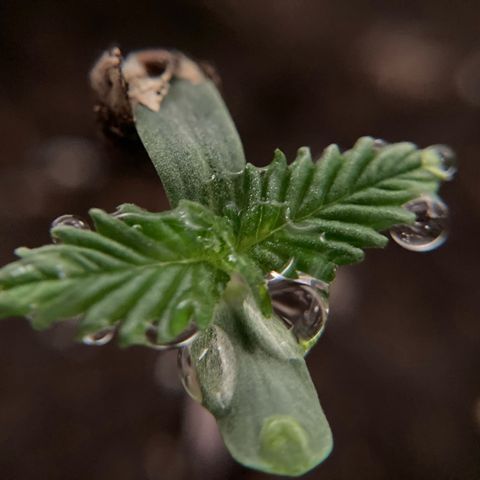 GSC x Jack Herer growlog timeline photo