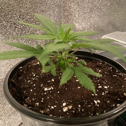 GSC x Jack Herer growlog timeline photo
