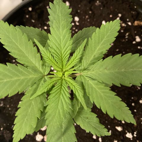 GSC x Jack Herer growlog timeline photo