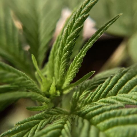 GSC x Jack Herer growlog timeline photo
