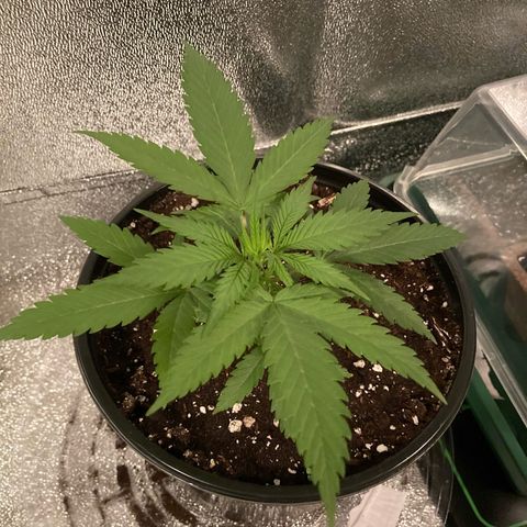 GSC x Jack Herer growlog timeline photo