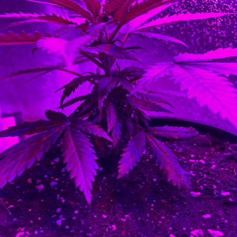 GSC x Jack Herer growlog timeline photo