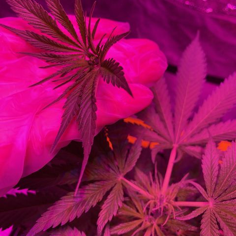 GSC x Jack Herer growlog photo: Pre and post topping.