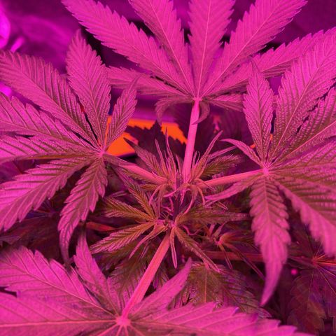 GSC x Jack Herer growlog photo: Pre and post topping.