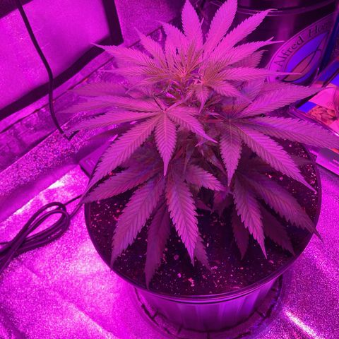GSC x Jack Herer growlog photo: Pre and post topping.