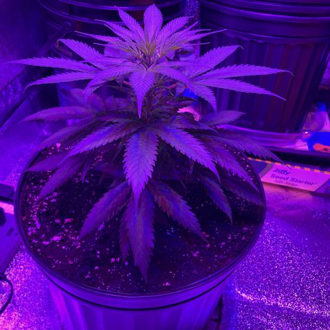 GSC x Jack Herer growlog photo: Pre and post topping.