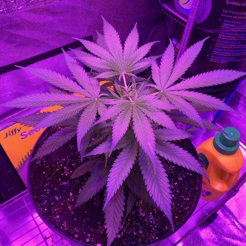 GSC x Jack Herer growlog photo: Pre and post topping.