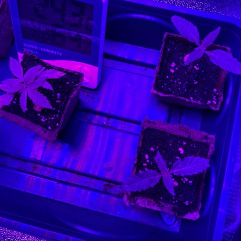 Nuken growlog timeline photo