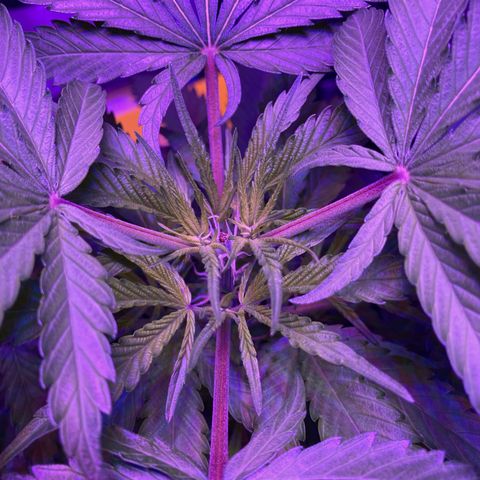 GSC x Jack Herer growlog photo: 36 hours after topping.  Macro of both side nodes (not great - doesn’t show the healing stalk.)