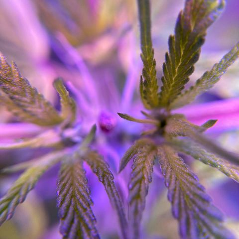 GSC x Jack Herer growlog photo: 36 hours after topping.  Macro of both side nodes (not great - doesn’t show the healing stalk.)