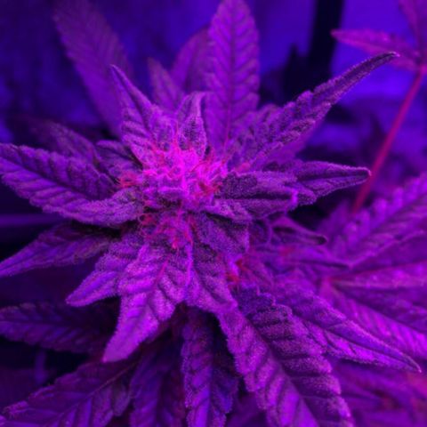 GSC x Jack Herer growlog timeline photo