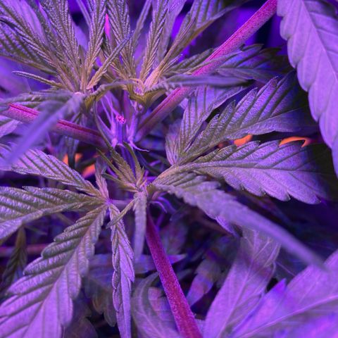 GSC x Jack Herer growlog photo: 60 hours after topping.  Both nodes below the cut are continuing to show good healthy recovery and growth