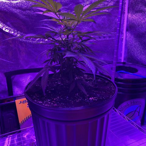 GSC x Jack Herer growlog photo: 60 hours after topping.  Both nodes below the cut are continuing to show good healthy recovery and growth