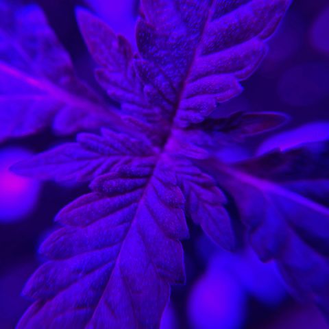 Nuken growlog photo: I’m amazed at this plant.  5 seeds, and 4 totally different plant structure so far.  Due to various reasons, but it’s interesting to see how this plant grows.  I’ll utilize the 2 upper similar seedlings and do a comparison of yields based on no defoliation/topping versus defoliating, topping, ScrOG techniques applied.  Will compare yields and overall plant health throughout.