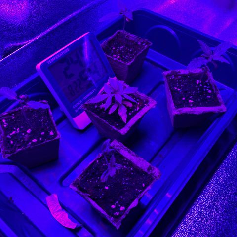 Nuken growlog photo: I’m amazed at this plant.  5 seeds, and 4 totally different plant structure so far.  Due to various reasons, but it’s interesting to see how this plant grows.  I’ll utilize the 2 upper similar seedlings and do a comparison of yields based on no defoliation/topping versus defoliating, topping, ScrOG techniques applied.  Will compare yields and overall plant health throughout.