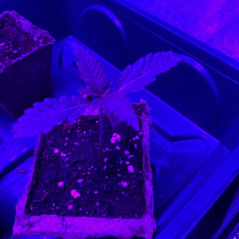 Nuken growlog photo: I’m amazed at this plant.  5 seeds, and 4 totally different plant structure so far.  Due to various reasons, but it’s interesting to see how this plant grows.  I’ll utilize the 2 upper similar seedlings and do a comparison of yields based on no defoliation/topping versus defoliating, topping, ScrOG techniques applied.  Will compare yields and overall plant health throughout.