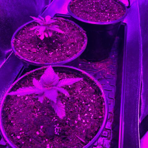 Nuken growlog photo: 1st transplant into 2 gal pots.  Done Jan. 16th