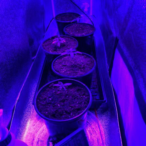 Nuken growlog photo: 1st transplant into 2 gal pots.  Done Jan. 16th