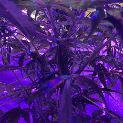 GSC x Jack Herer growlog photo: Did a little cleanup in the tent. I want as much of the reflective material to do its job so I removed stacks of DWC buckets I had in the corner not realizing how that actually dims that corner.  
As for the plant, she seems to have nicely recovered now from the topping.  This is 11 days later.  Although the top looks very full, lights are making their way into the stem and lower nodes.  The side shot shows good light through so I’ll wait a week or so before considering a defoliation (3 and 6 week marks in veg).  
The plan was to get ScrOG going and don’t think this is too tall to get it going.  I plan to put the net about 20 cm from the soil, and feed as many branches off as I can.  Nice thing with these tents is they really do a good job of bouncing light to all levels of the plant.