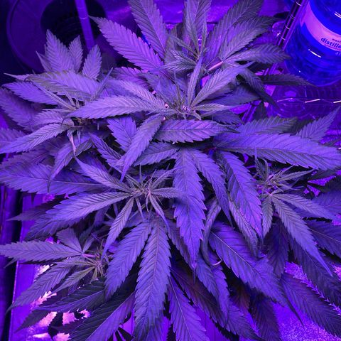 GSC x Jack Herer growlog photo: Did a little cleanup in the tent. I want as much of the reflective material to do its job so I removed stacks of DWC buckets I had in the corner not realizing how that actually dims that corner.  
As for the plant, she seems to have nicely recovered now from the topping.  This is 11 days later.  Although the top looks very full, lights are making their way into the stem and lower nodes.  The side shot shows good light through so I’ll wait a week or so before considering a defoliation (3 and 6 week marks in veg).  
The plan was to get ScrOG going and don’t think this is too tall to get it going.  I plan to put the net about 20 cm from the soil, and feed as many branches off as I can.  Nice thing with these tents is they really do a good job of bouncing light to all levels of the plant.