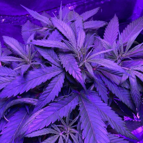 GSC x Jack Herer growlog photo: Did a little cleanup in the tent. I want as much of the reflective material to do its job so I removed stacks of DWC buckets I had in the corner not realizing how that actually dims that corner.  
As for the plant, she seems to have nicely recovered now from the topping.  This is 11 days later.  Although the top looks very full, lights are making their way into the stem and lower nodes.  The side shot shows good light through so I’ll wait a week or so before considering a defoliation (3 and 6 week marks in veg).  
The plan was to get ScrOG going and don’t think this is too tall to get it going.  I plan to put the net about 20 cm from the soil, and feed as many branches off as I can.  Nice thing with these tents is they really do a good job of bouncing light to all levels of the plant.