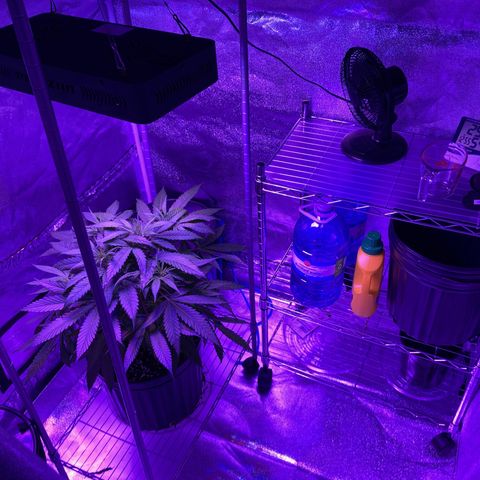 GSC x Jack Herer growlog photo: Did a little cleanup in the tent. I want as much of the reflective material to do its job so I removed stacks of DWC buckets I had in the corner not realizing how that actually dims that corner.  
As for the plant, she seems to have nicely recovered now from the topping.  This is 11 days later.  Although the top looks very full, lights are making their way into the stem and lower nodes.  The side shot shows good light through so I’ll wait a week or so before considering a defoliation (3 and 6 week marks in veg).  
The plan was to get ScrOG going and don’t think this is too tall to get it going.  I plan to put the net about 20 cm from the soil, and feed as many branches off as I can.  Nice thing with these tents is they really do a good job of bouncing light to all levels of the plant.