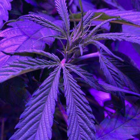 GSC x Jack Herer growlog photo: Veg - Week 4