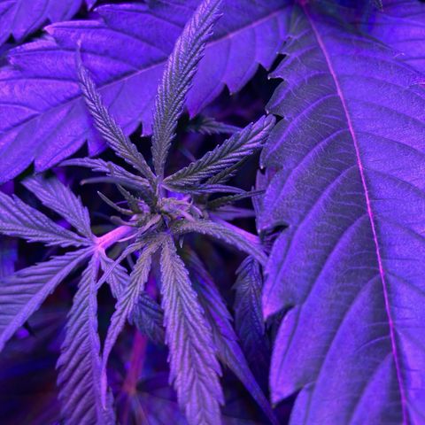 GSC x Jack Herer growlog photo: Veg - Week 4