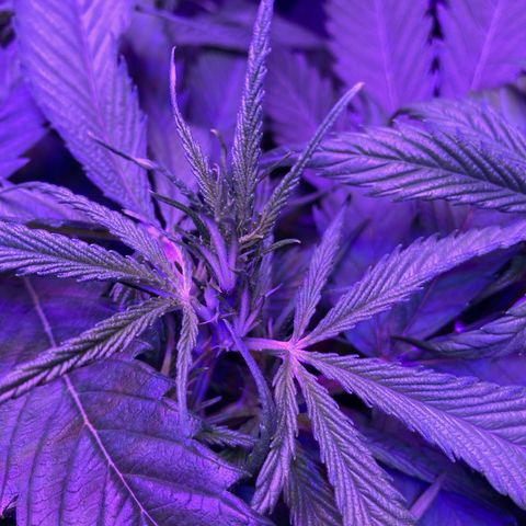 GSC x Jack Herer growlog photo: Veg - Week 4