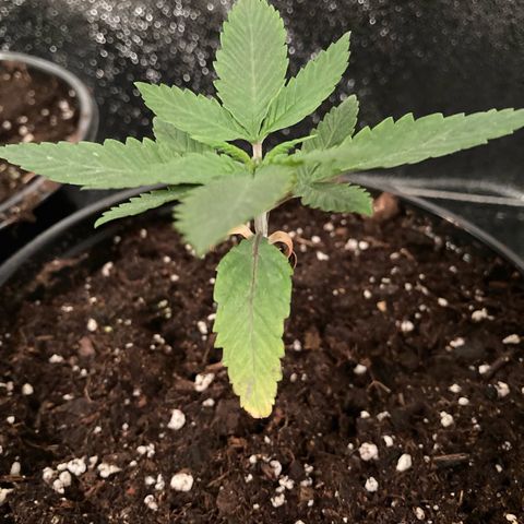 Nuken growlog photo: Yellowing almost gone now with the transplant.  The worst one is looking way better.  The bottom two leaves will drop off in the next day and is fine.  I’m amazed how quick these seedlings have recovered from the nutrient deficiency.  