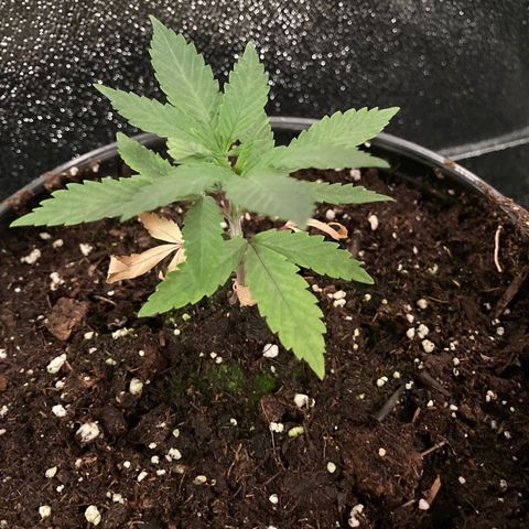 Nuken growlog photo: Yellowing almost gone now with the transplant.  The worst one is looking way better.  The bottom two leaves will drop off in the next day and is fine.  I’m amazed how quick these seedlings have recovered from the nutrient deficiency.  