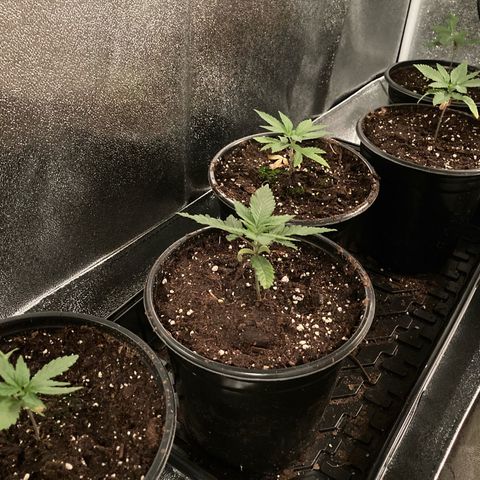 Nuken growlog photo: Yellowing almost gone now with the transplant.  The worst one is looking way better.  The bottom two leaves will drop off in the next day and is fine.  I’m amazed how quick these seedlings have recovered from the nutrient deficiency.  