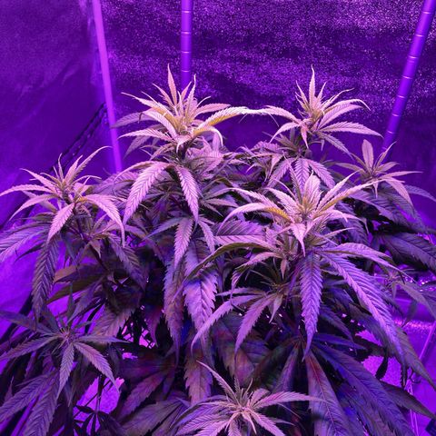 GSC x Jack Herer growlog photo: One week after serious water or nutrient issue.  