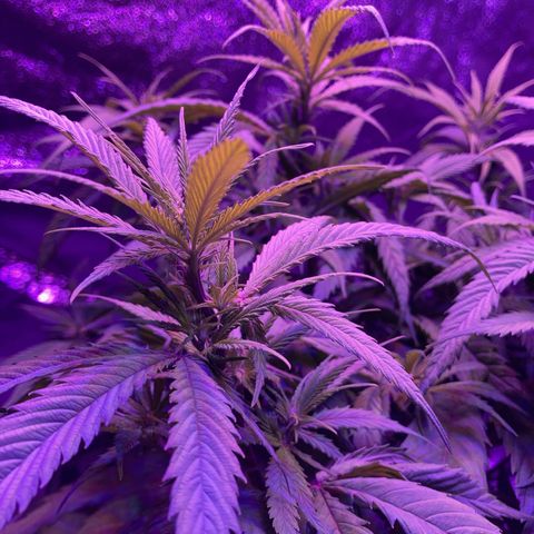 GSC x Jack Herer growlog photo: One week after serious water or nutrient issue.  