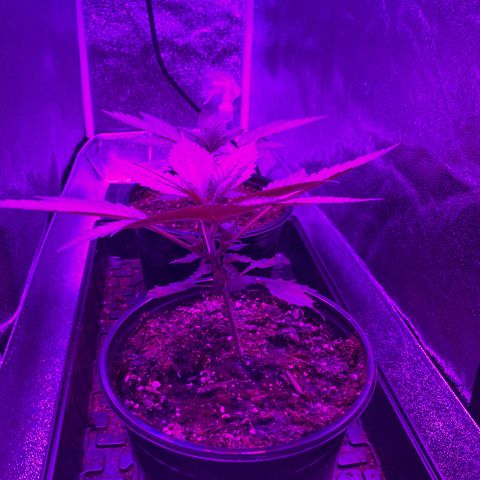 Nuken growlog photo: The seedlings are coming along nicely.  I only transplanted these into the 2 gallon pots a few weeks ago and think i need to move these to the final 5 gal pots this coming weekend.  Need to set myself up with a watering schedule so I don’t under/over water.