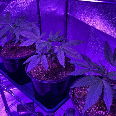 Nuken growlog photo: The seedlings are coming along nicely.  I only transplanted these into the 2 gallon pots a few weeks ago and think i need to move these to the final 5 gal pots this coming weekend.  Need to set myself up with a watering schedule so I don’t under/over water.