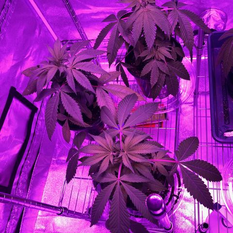Nuken growlog photo: Adjusting to the new light.  Picked up a new led.  Adds a few degrees to the tent.  Playing with the height.  1200 led.  Need to monitor the water uptake and if I need to cool things down.
