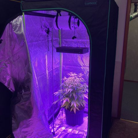 GSC x Jack Herer growlog photo: Needed a spot to turn this to flower next week so I picked up a 3x3x6 Lumo-x and a new Phlizon 1200 led light.  The 1200 was to replace the Phlizon 900 in the 4x4 tent for additional coverage.  Tent was $119, light for the 4x4 was $135 and the vivosun inline fan setup with speed control, charcoal filter and duct/clamps was $119.  Good purchase and still leaves the original Phlizon 600 for germination/seedlings in the side compartment 1x4