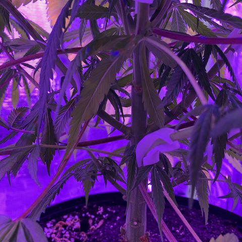 GSC x Jack Herer growlog photo: I was too late getting full netting up and decided to try these lst clips.  White plastic clips about 1” to 1x1/4” long.  A minor bending back and forth prior to applying and they take well.  You have to make sure not to bend a stem and just curve it.  Once in place, the plant starts to bend back towards the light getting nice light to all the interior stems/stalks.  Should help with the yields.