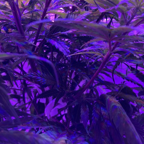 GSC x Jack Herer growlog photo: I was too late getting full netting up and decided to try these lst clips.  White plastic clips about 1” to 1x1/4” long.  A minor bending back and forth prior to applying and they take well.  You have to make sure not to bend a stem and just curve it.  Once in place, the plant starts to bend back towards the light getting nice light to all the interior stems/stalks.  Should help with the yields.
