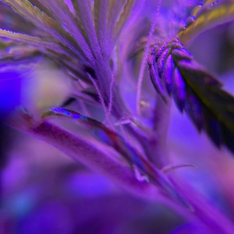 GSC x Jack Herer growlog photo: Last week of veg (week 8) and then switching to 12 hours for flower.  This is auto flower so it’ll happen anyway, but the reduced light will promote growth in the buds while she sleeps the extra time.  Starting to see the first white hairs indicating pre-flower is under way, hence my deduction she’s about to flip anyway.  Love the macro shots.  Overall the low stress training (lst) has improved the canopy coverage, and ultimately should improve the yield.