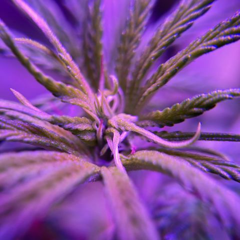 GSC x Jack Herer growlog photo: Last week of veg (week 8) and then switching to 12 hours for flower.  This is auto flower so it’ll happen anyway, but the reduced light will promote growth in the buds while she sleeps the extra time.  Starting to see the first white hairs indicating pre-flower is under way, hence my deduction she’s about to flip anyway.  Love the macro shots.  Overall the low stress training (lst) has improved the canopy coverage, and ultimately should improve the yield.