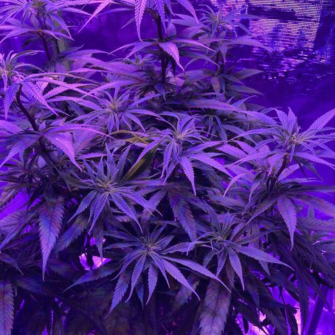 GSC x Jack Herer growlog photo: Last week of veg (week 8) and then switching to 12 hours for flower.  This is auto flower so it’ll happen anyway, but the reduced light will promote growth in the buds while she sleeps the extra time.  Starting to see the first white hairs indicating pre-flower is under way, hence my deduction she’s about to flip anyway.  Love the macro shots.  Overall the low stress training (lst) has improved the canopy coverage, and ultimately should improve the yield.