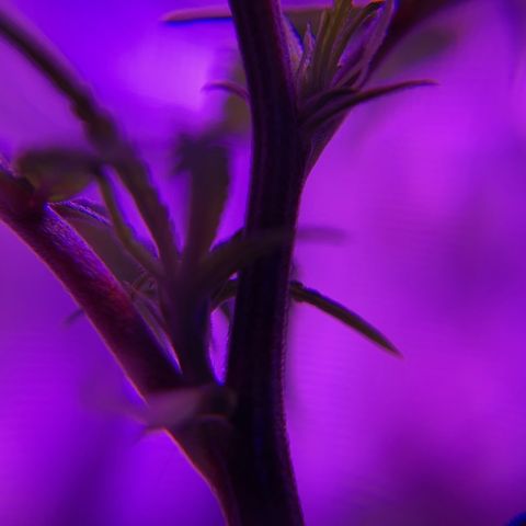 GSC x Jack Herer growlog photo: Last week of veg (week 8) and then switching to 12 hours for flower.  This is auto flower so it’ll happen anyway, but the reduced light will promote growth in the buds while she sleeps the extra time.  Starting to see the first white hairs indicating pre-flower is under way, hence my deduction she’s about to flip anyway.  Love the macro shots.  Overall the low stress training (lst) has improved the canopy coverage, and ultimately should improve the yield.