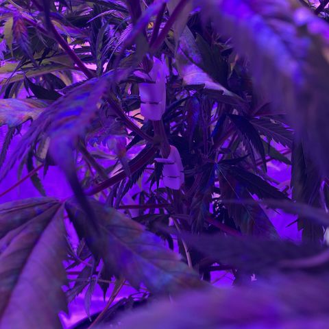 GSC x Jack Herer growlog photo: I was too late getting full netting up and decided to try these lst clips.  White plastic clips about 1” to 1x1/4” long.  A minor bending back and forth prior to applying and they take well.  You have to make sure not to bend a stem and just curve it.  Once in place, the plant starts to bend back towards the light getting nice light to all the interior stems/stalks.  Should help with the yields.