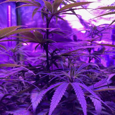 GSC x Jack Herer growlog photo: Last week of veg (week 8) and then switching to 12 hours for flower.  This is auto flower so it’ll happen anyway, but the reduced light will promote growth in the buds while she sleeps the extra time.  Starting to see the first white hairs indicating pre-flower is under way, hence my deduction she’s about to flip anyway.  Love the macro shots.  Overall the low stress training (lst) has improved the canopy coverage, and ultimately should improve the yield.