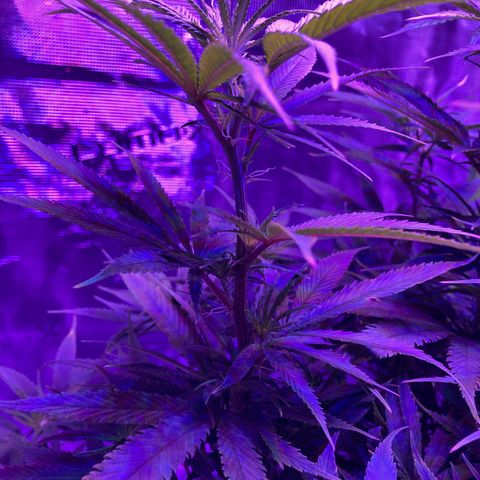 GSC x Jack Herer growlog photo: Switching to flower - 12/12 hours